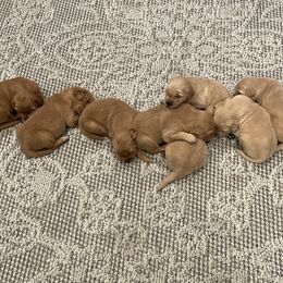 Golden Retriever Puppies from Columbia Ridge Goldens