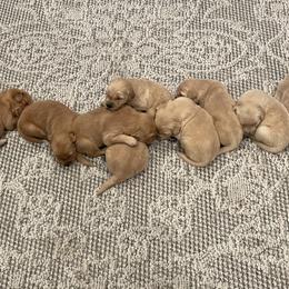 Golden Retriever Puppies from Columbia Ridge Goldens