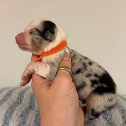 Tostadas - Blue merle male Australian Shepherd puppy in Anniston, Alabama from All Hale Aussies