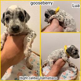 Gooseberry - White and black male Dalmatian puppy in Pocatello, Idaho from High Caliber Dalmatians
