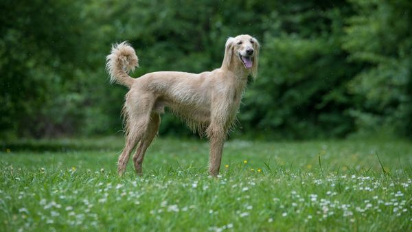 Find Taigan puppies for sale