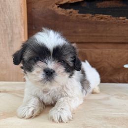 Tyler - Black white and silver male Shih Tzu puppy in Chariton, Iowa from Mia Lucky Home
