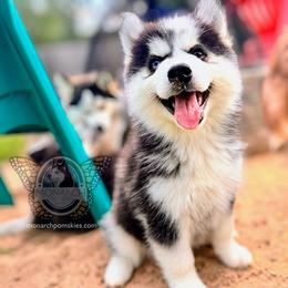 BUNNIE’S PINSTRIPE - Black and white Pomsky puppy in Greeley, Colorado from Monarch Pomskies | Northern Colorado