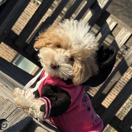 Bree - Maltipoo
