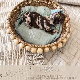 Atlas - Merle male Goldendoodle puppy in Soddy Daisy, Tennessee from The W Doods