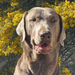 Dilute Retrievers and Labrador Retrievers from Gunmetal Labs