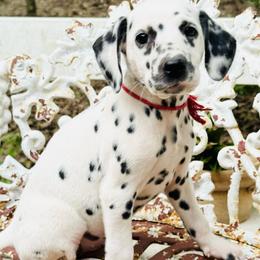 Red(HUA) - White and black female Dalmatian puppy in Westhoff, Texas from Smart Dalmatians (LUA/HUA)