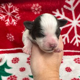 Light pink girl - Parti female Miniature Schnauzer puppy in Oneonta, Alabama from Murphree Valley Kennels