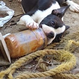 Boston Terrier Puppies from Bonze Boston Terriers