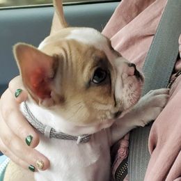 French Bulldogs from BTravelinFrenchies