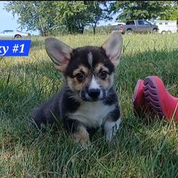 Spanky Little Rascals - Black and tan male Pembroke Welsh Corgi puppy in Redfield, Kansas from Owenby's Corgi's