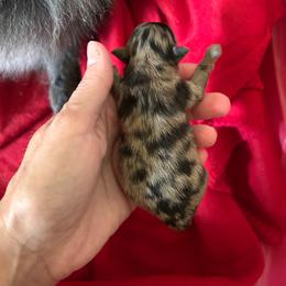 Muffin - Blue merle female Pomeranian puppy in Somerset, Kentucky from Perez Pomeranians