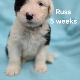 Russ - Gray and white male Old English Sheepdog puppy in Sutherlin, Oregon from Sapphire Eyes Sheepdogs