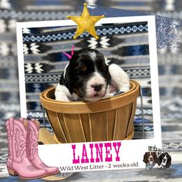 Lainey - Black white and tan female English Springer Spaniel puppy in Albany, Minnesota from Farm Fresh Labradors & English Springers