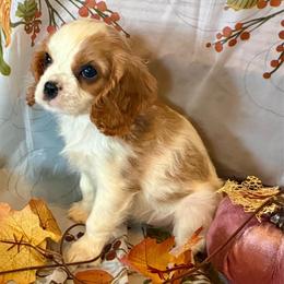 Ruby - Blenheim female Cavalier King Charles Spaniel puppy in Conway, Missouri from The Wright Snuggle