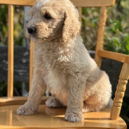 Goldendoodle Puppies from Rolling Acres Doodles and Poodles