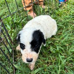 Trolli - Parti female Goldendoodle puppy in Anderson, South Carolina from M & L Pups
