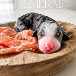 Emerald - Merle female Goldendoodle puppy in Mountain Home, Idaho from MightyDoods