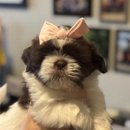 Shih Tzu Puppies from Patriot pups