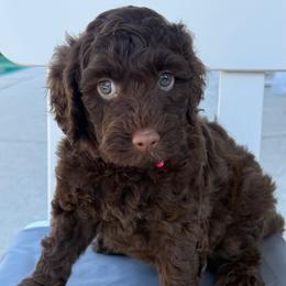 Hershey - Pink Collar - Chocolate female Goldendoodle puppy in Kingwood, Texas from Kingwood Goldendoodles