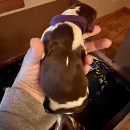Purple - Liver and white female English Springer Spaniel puppy in Wells, Vermont from Everyday Sunshine Springers
