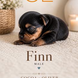 Finn - Black and tan male Yorkshire Terrier puppy in Delta, Colorado from SATA Kennels