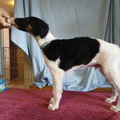 Borzoi Puppies from Cherry Hill Borzois