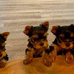 Chinese Cresteds and Yorkshire Terriers from Heartesha