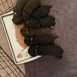 Cocker Spaniel Puppies from Hunt Crest Cockers