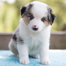 Malibu - Blue merle female Miniature American Shepherd puppy in Groesbeck, Texas from Empire Miniature American Shepherds