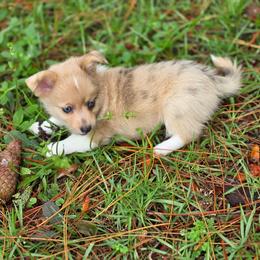 Maria Reynolds - Sable merle and white female American Corgi puppy in Tallahassee, Florida from Koko's Korgis