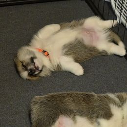 Pembroke Welsh Corgi Puppies from Salted Rim Corgis