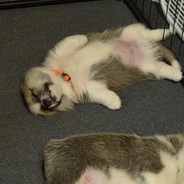 Pembroke Welsh Corgi Puppies from Salted Rim Corgis
