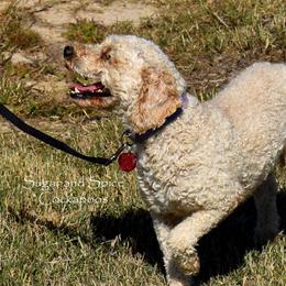 Cockapoo adult dog