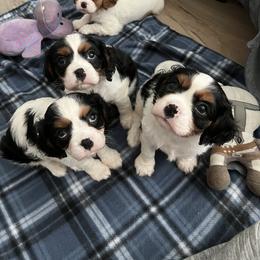 Cavalier King Charles Spaniel Puppies from Small Town Cavaliers