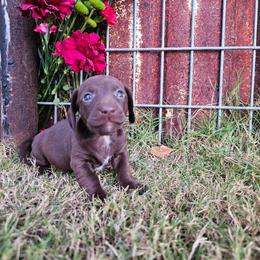 Lucy - Chocolate female Dachshund puppy in Florence, Arizona from Doxie Town Az
