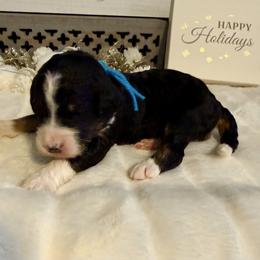 Punch - Tri-color female Bernedoodle puppy in Hegins, Pennsylvania from Bubbling Springs Doodles, LLC