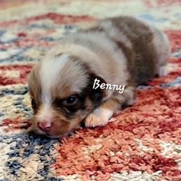 Benny - Red merle male Miniature Australian Shepherd puppy in Waxhaw, North Carolina from Cane Creek Aussies