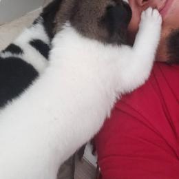 Akita Puppies from Georgia Bred Akita Bears