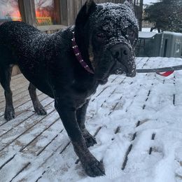 Cane Corso All Grown Up from El Jefe Corsos