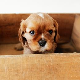 Clover - Ruby female Cavalier King Charles Spaniel puppy in Le Roy, New York from Heirloom Cavaliers