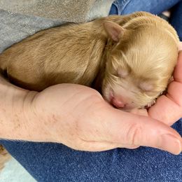 Australian Labradoodle Puppies from Salona Australian Labradoodles