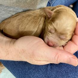 Australian Labradoodle Puppies from Salona Australian Labradoodles