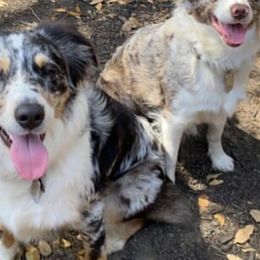 Australian Shepherds from 3M Australian Sheperds