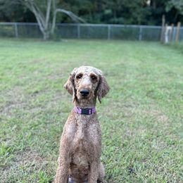 Ariel - Poodle