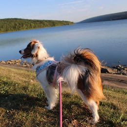 Miniature American Shepherd and Papillon All Grown Up from LS Best Friends
