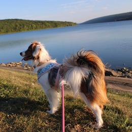 Miniature American Shepherd and Papillon All Grown Up from LS Best Friends