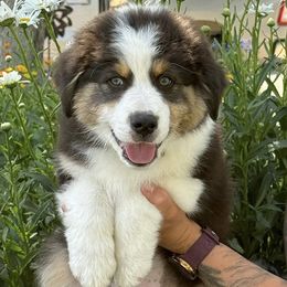Australian Shepherd Puppies from Boundless Joy Aussies