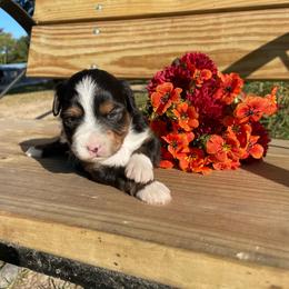 Black tri - Black tri female Toy Australian Shepherd puppy in Hillsboro, Illinois from Shoal Creek Puppies