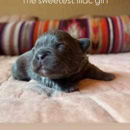 French Bulldog Puppies from Matra French Bulldogs